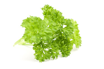 Obraz premium parsley