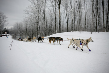 dog sled team racing in winter sport competition