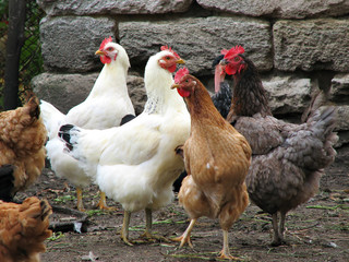 many young hens on the poultry farm