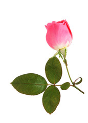 Obraz premium Pink Rose