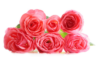 Pink roses
