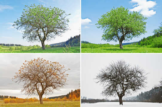 season