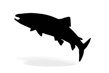 sillhouette of salmon fish isolate
