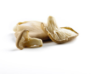 Oyester mushroom on white