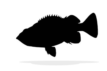silhouette of sea perch isolate