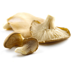 Oyster mushroom isolated on white background © Ruben Enger