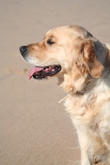 golden retriever