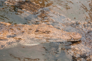 Fototapeta na wymiar Krokodyl w wodzie