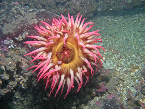 Painted Tealia Anemone