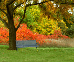 Tree by the pond