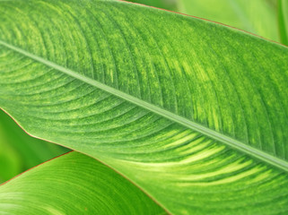 tropical plant close-up