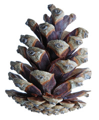 Pinecone