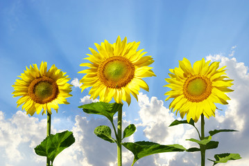 sunflowers