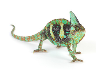 chameleon