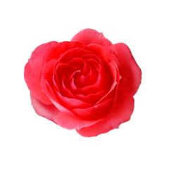 Naklejka premium Rose