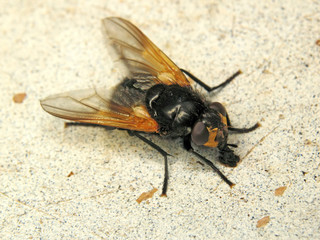 Mesembrina meridiana