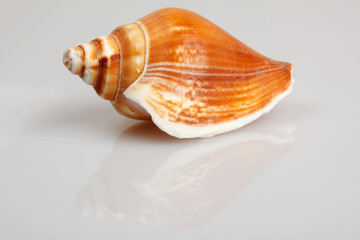 Conch on white with reflection