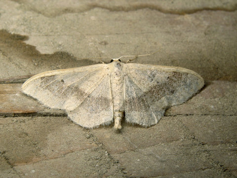 Idaea aversata