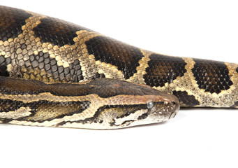 Burmese python