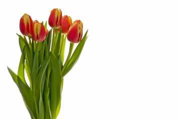 bouquet of red-yellow tulip on a white background