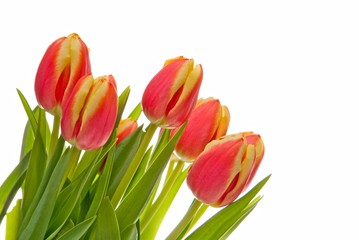 bouquet of red-yellow tulip close up on a white background