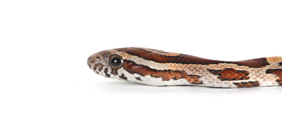 corn snake head