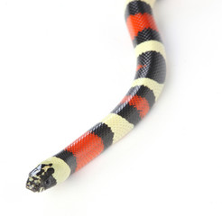 milk snake