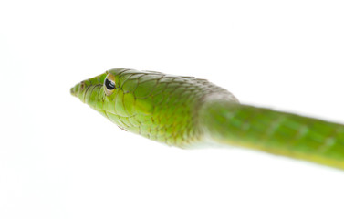 Green tree snake