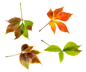 Leafage of wild grape