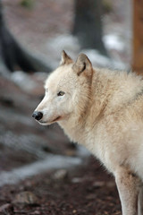Obraz premium wolf