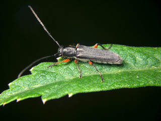 Phytoecia icterica