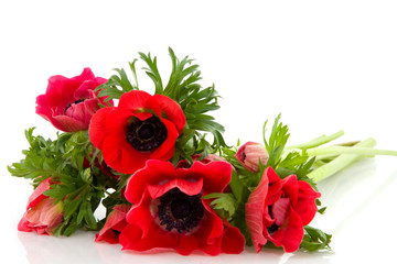 red anemones