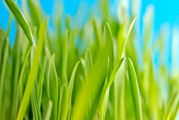 Green grass against the sky background