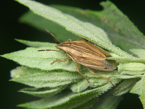 Aelia acuminata