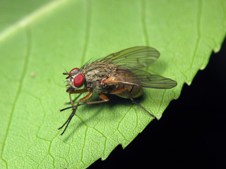 Hylemyia brassicae