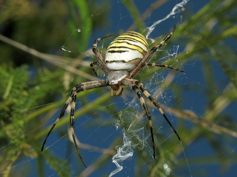 Argiope bruennichi