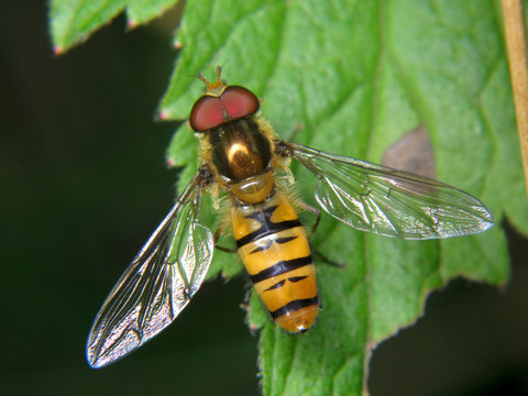 Dexia rustica