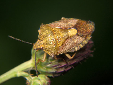 Carpocoris mediterraneus