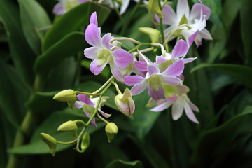 Fototapeta na wymiar Vanda, Orchid