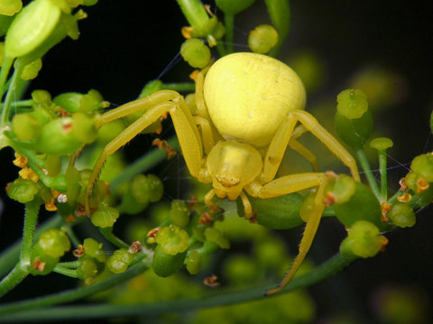 Misumena vatia