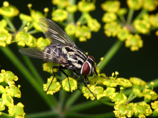 Graphomya maculata