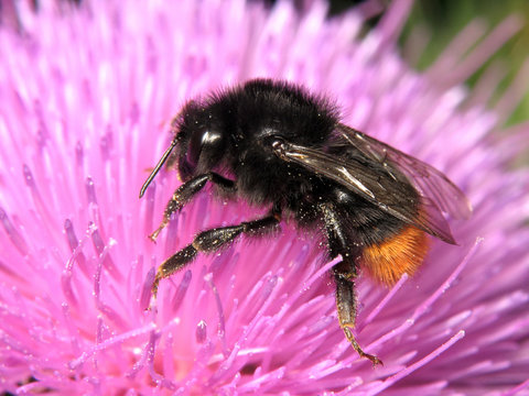 Bombus lapidarius