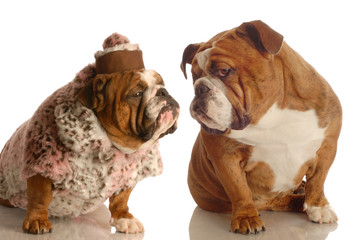 english bulldog couple in love