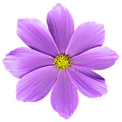 Obraz premium Cosmea