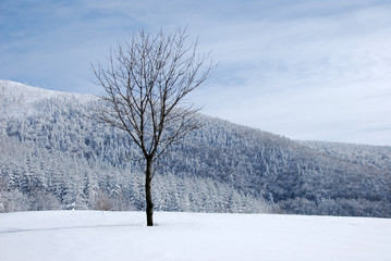 Fototapeta na wymiar winter tree lonely