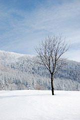 Fototapeta na wymiar winter lonely tree