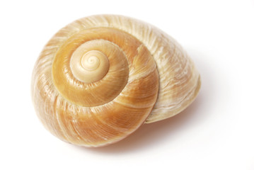 Muschelschale spiralförmig