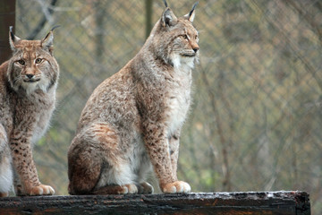Obraz premium Luchs