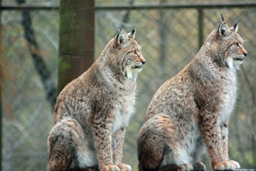 Obraz premium Luchs