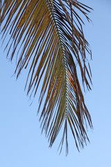 vieille palme de cocotier